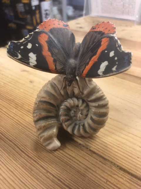 Goebel vlinder op schelp