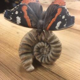 Goebel vlinder op schelp